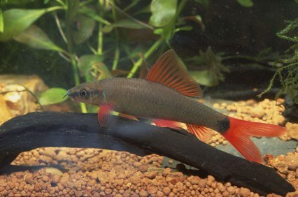 6 - Rainbow Shark Fish