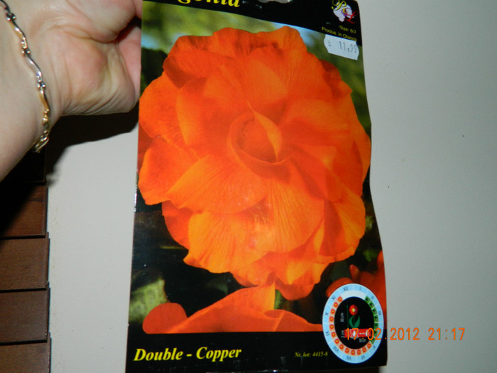 begonia double Copper- a iesit roz... - ACHIZITII_2012