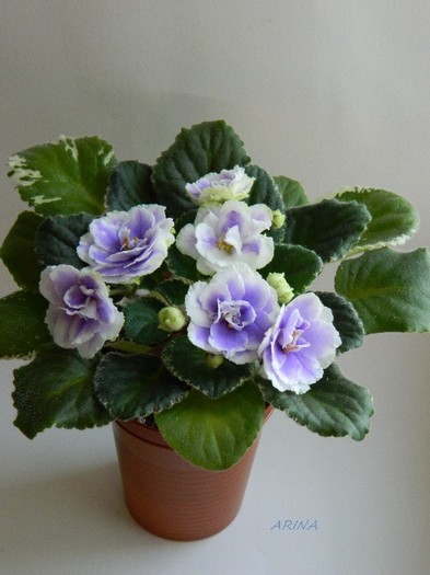 DSCN6969 - 0 Violete africane-saintpaulia februarie 2012