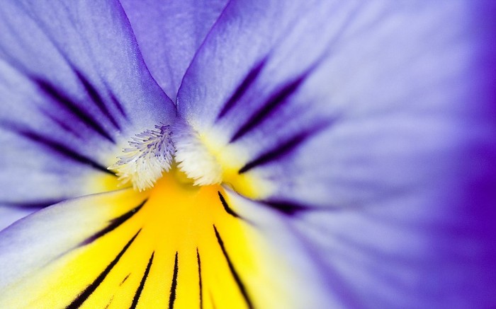 01235_flower24_1280x800 - Desktop Wallpapers