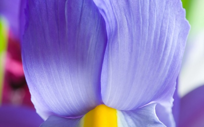 01274_flower26_1280x800 - Desktop Wallpapers
