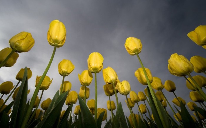 01332_lowangletulips_1280x800 - Desktop Wallpapers