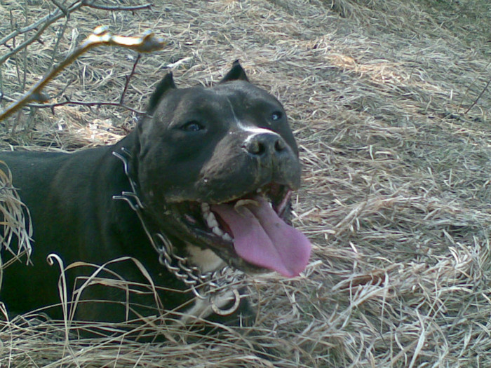 3 - PITBULL ZEUS