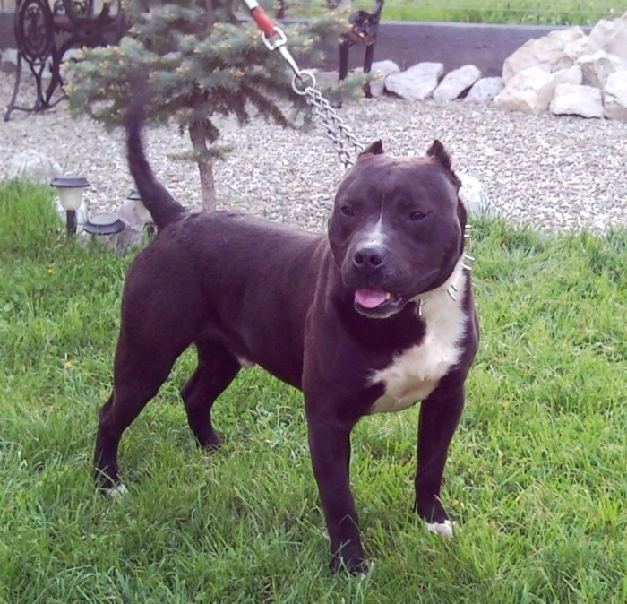 5 - PITBULL ZEUS