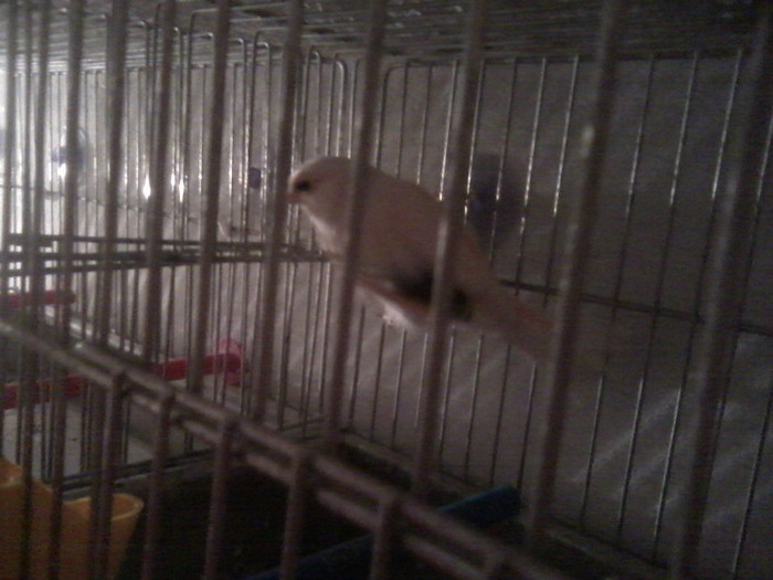 P17-02-12_10.56[1] - canari