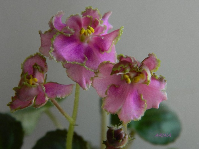 DSCN7007 - ROB S RUFF STUFF-sport