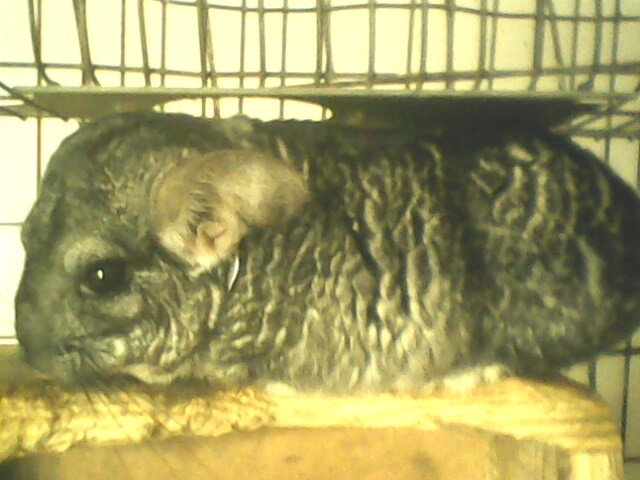 Picture 063 - Chinchilla