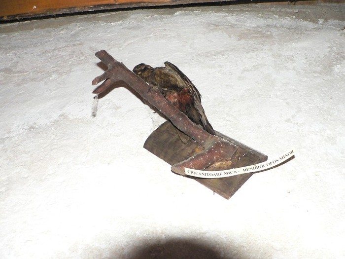 P1190365