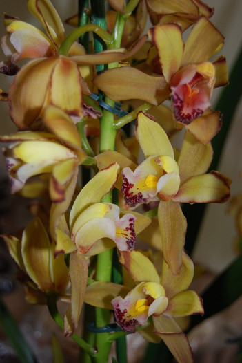 Achizitie noua 2012 - scapat in zapada - Cymbidium 2011