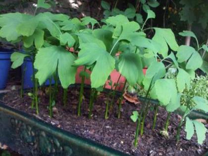 MINI PEPINIERA GINKGO - GINKGO BILOBA