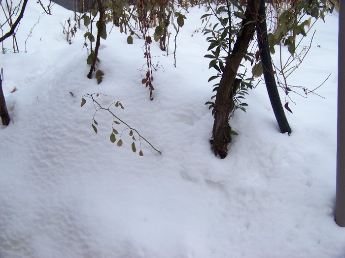 100_5648 - Februarie 2012