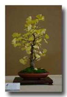 thumbnailCAINGBSU - GINKGO BILOBA