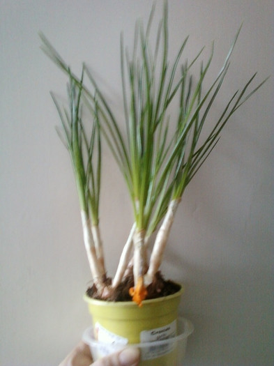 18 febr 2012 032 - februarie 2012