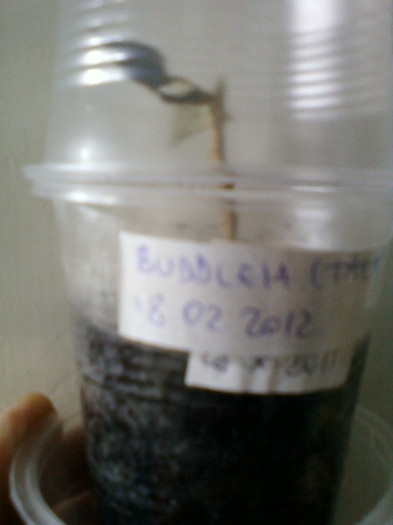 buddleia(tara, anglia) - gradinita mea