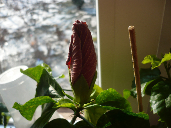 P1110618 - HIBISCUSI 2012-1