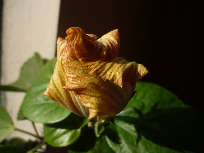 P1110619 - HIBISCUSI 2012-1