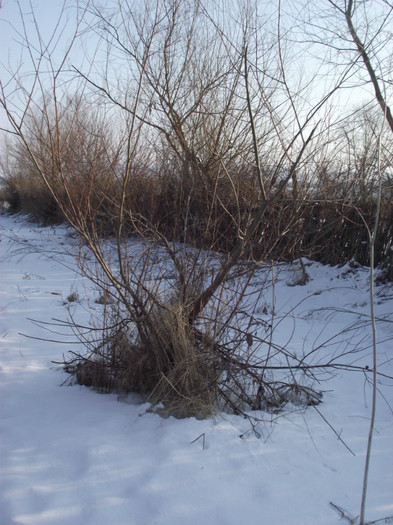 DSCF6332 - somova delta dunarii foto