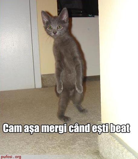 424695_263015200434541_100001781902621_607484_789251126_n - Chesti haioase