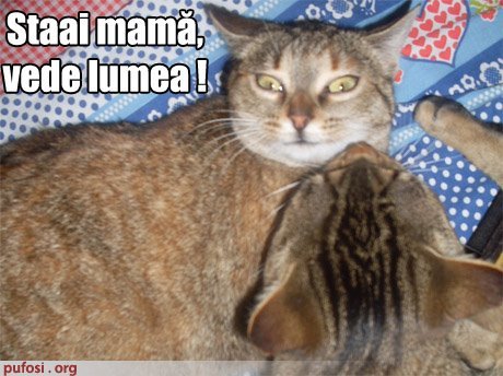 427290_263015230434538_100001781902621_607485_168927766_n - Chesti haioase