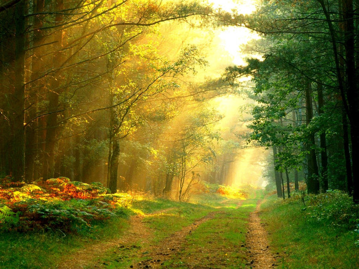 sun_rays_in_the_forest_germany - poze artistice