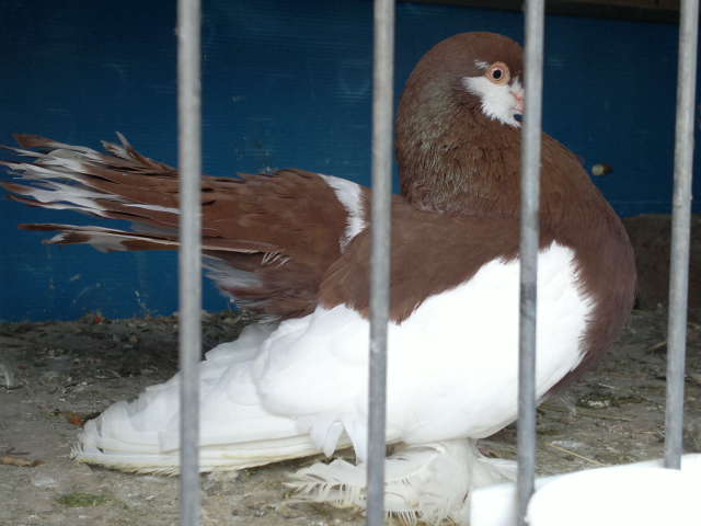 180220121929
