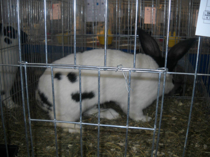 Picture 438