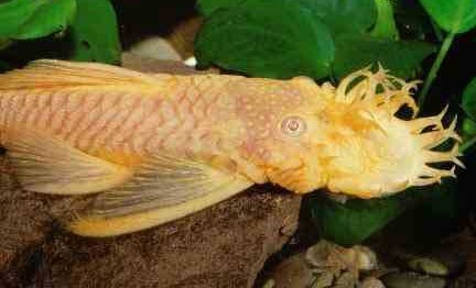 3 - Ancistrus Albino