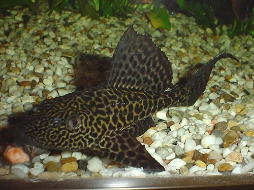 3 - Plecostomus