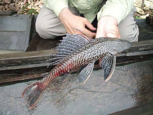 4 - Plecostomus