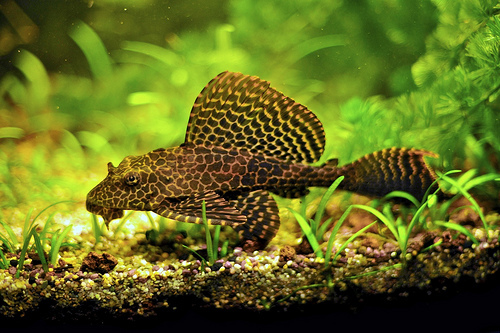 5 - Plecostomus