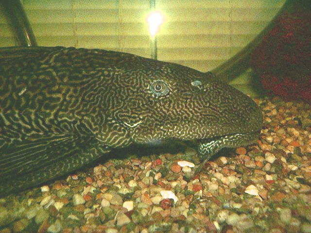 6 - Plecostomus