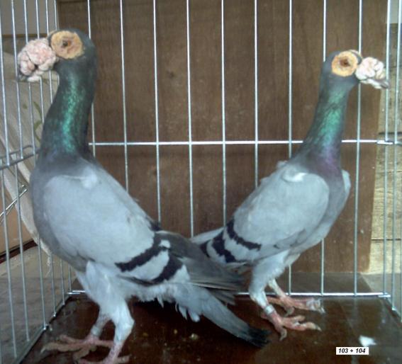 Carieri - Porumbei Carieri