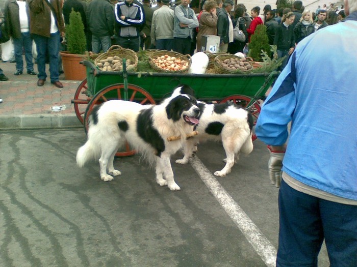 Suceava 2010 - 3-Poze caini CRB