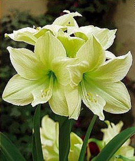 amaryllis - lemon lime - Bulbi de vanzare- toamna 2011