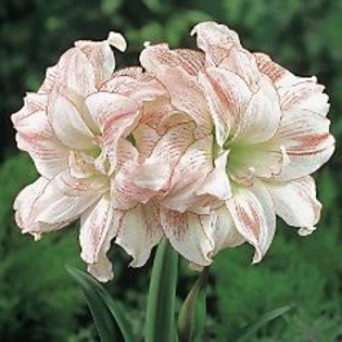 amaryllis aphrodite - Bulbi de vanzare- toamna 2011