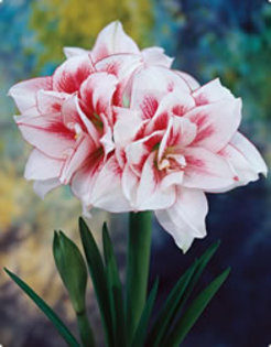 amaryllis elvas - Bulbi de vanzare- toamna 2011