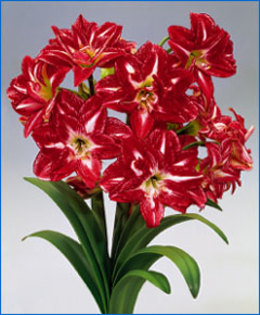 amaryllis pasadena; pret 20 lei/ bulb
