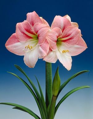 amaryllis blossom - Bulbi de vanzare- toamna 2011