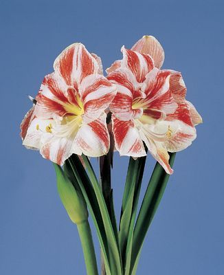 amaryllis  striped; pret 17.5 lei/bulb
