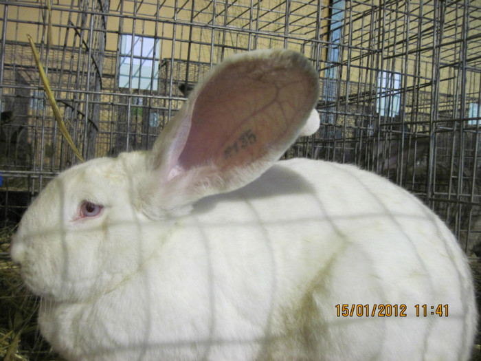 IMG_2572 - 7-anunt important