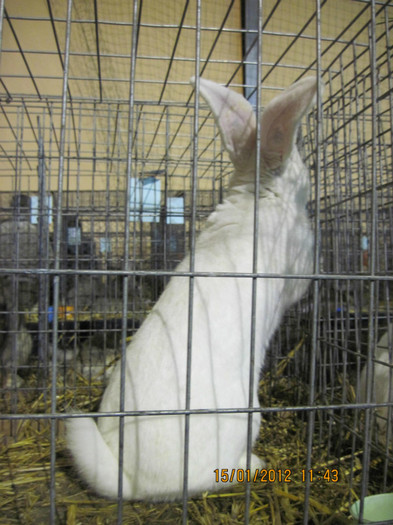 IMG_2576 - 7-anunt important