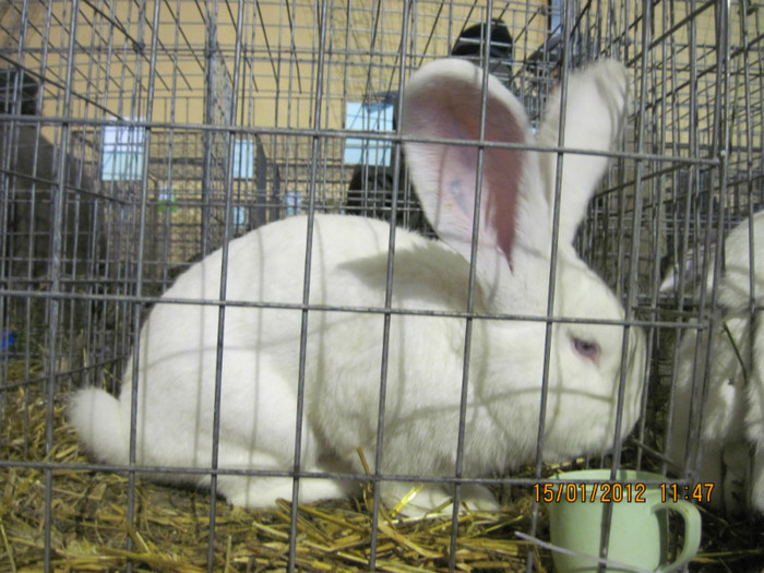 IMG_2587 - 7-anunt important