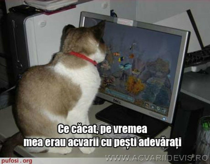 poze_amuzante_pisica_la_laptop_acvariu_pesti_1_a