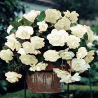 Begonia curgatoare alb; pret 4lei/bulb
