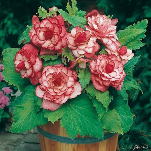 Begonia cu flori mari- Buton de rose - Begonii