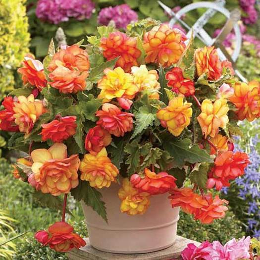 Begonia golden