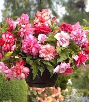 Begonia pink - Begonii