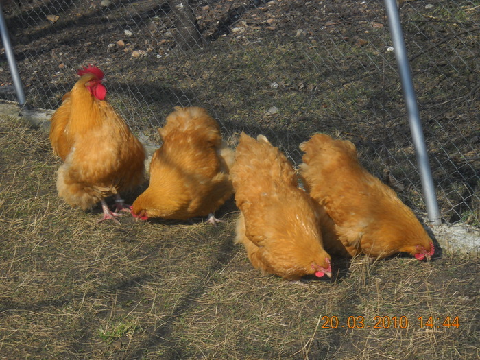 TINERET TOAMNA IN GRADINA - ORPINGTON