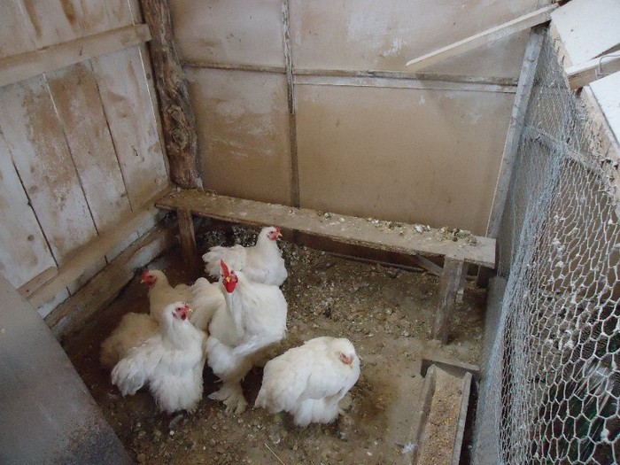 DSC02863; chochin alb
