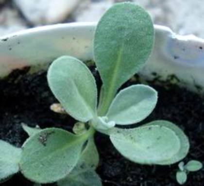 gold dust; Alyssum saxatile
